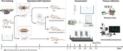 The Overexpression of Insulin-Like Growth Factor-1 and Neurotrophin-3 Promote Functional Recovery and Alleviate Spasticity After Spinal Cord Injury